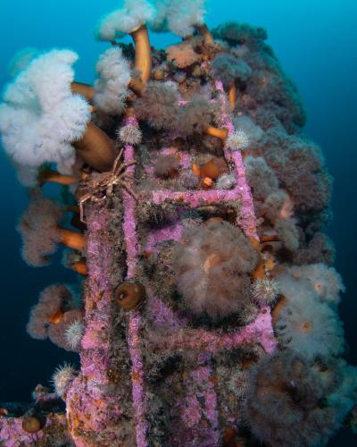 Ladder with anemones and crab on the Rose Castle wreck