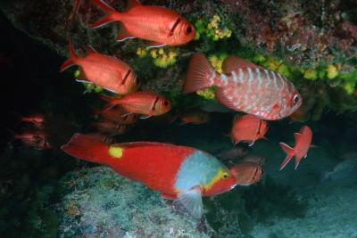 Blackbar soldierfish, Atlantic glasseye, European parrotfish. Photo by Pierre Constant.