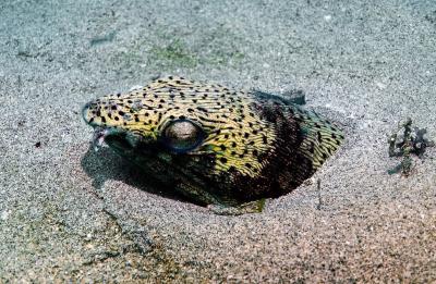 Spotted snake eel, Ophichthus ophis, in the sand at Ancora dive site. Photo by Pierre Constant.