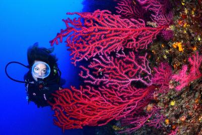 Diver with sea fans