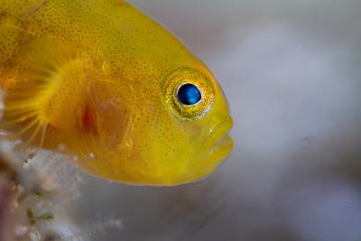 Yellow goby