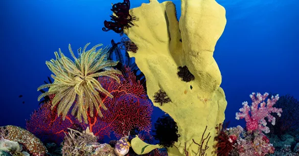 Yellow sponge and sea fan with feather stars at Mocklon Islands, New Britain, Papua New Guinea. Photo by Don Silcock.