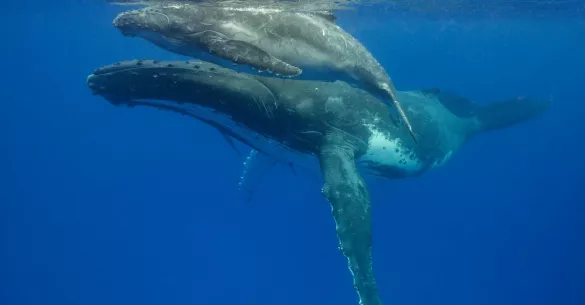 Humpback mother and calf in Tonga. Photo by Don Silcock