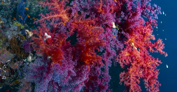 Soft corals, Rocky Island, Egypt. Photo by Scott Bennett