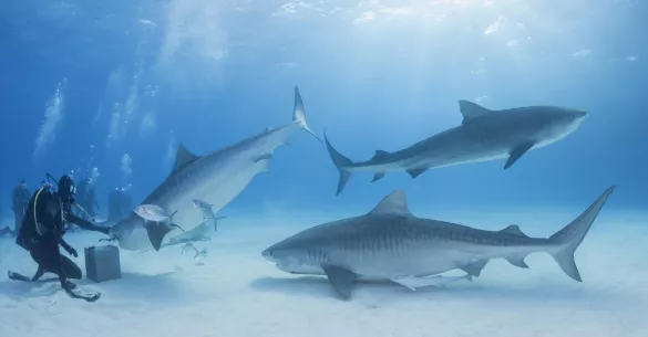 Three large, female tiger sharks approaching the feeder, Tiger Beach, Bahamas