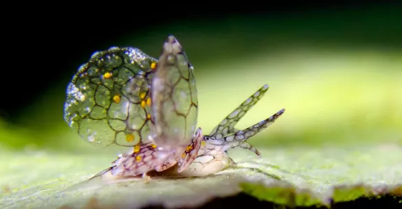Sap-sucking slug, Green Island, Taiwan. Photo by Kyo Liu