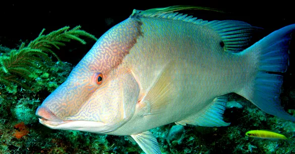 The hogfish, also known as boquinete, doncella de pluma or pez perro in Mexico is a species of wrasse native to the Western Atlantic Ocean