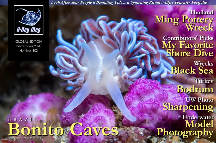Cover image by Kate Jonker | Coral nudibranch (Phyllodesmium horridum), Coral Gardens, Rooi Els, Cape Town, South Africa