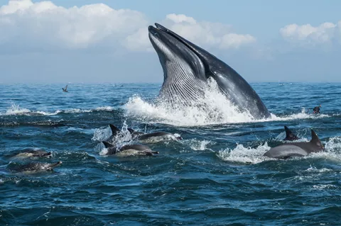 Close to the action, a snorkeller (right) at the surface with a feeding Bryde's whale and hunting dolphins, Sardine Run, South Africa. 