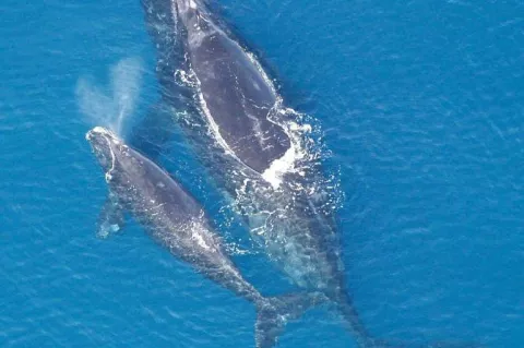 File photo of a North Atlantic right whale (Eubalaena glacialis) with calf