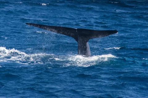 Blue whale off Sri Lanka