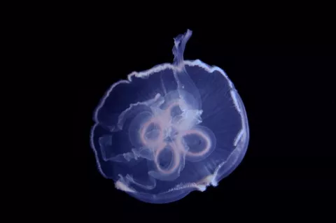 Image of jellyfish captured in glass filming vessel. The footage below shows a jellyfish swimming through a laser sheet with tracer particles.