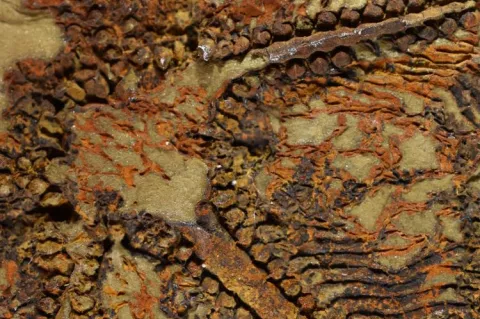 The fossil in question: Cantabrigiaster fezouataensis from the Lower Ordovician (Tremadocian) Fezouata Shale, Zagora Morocco