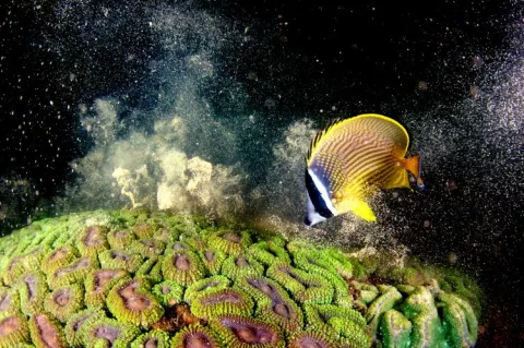 Gold Medal winner: "Survival," a photo capturing a butterflyfish feeding on spawning corals in Yakushima, Kagoshima