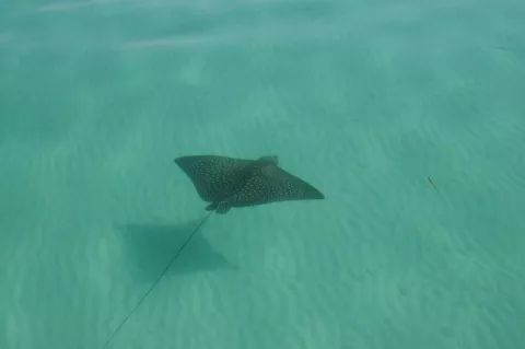 A whitespotted eagle ray gliding through the waters