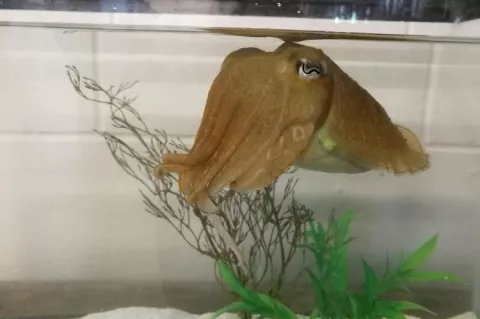 One of the common cuttlefish in the Marine Resources Center at the Marine Biological Laboratory