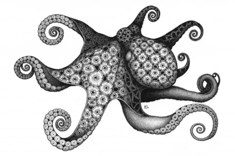 Octopus, by Kristin Moger. Micron ink on paper, 8 x 10 inches
