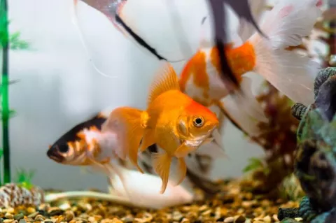 Individual fish can be identified based on their behaviour and movements