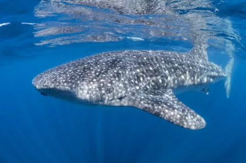 Whale shark. Photo by Don Silcock