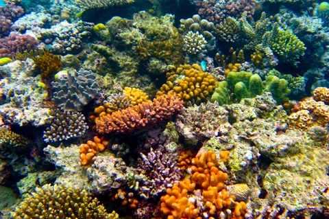 Great Barrier Reef corals (Kyle Taylor / Flickr / CC BY 2.0)