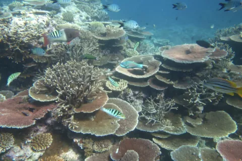 Table corals can regenerate coral reefs at a very fast rate. 