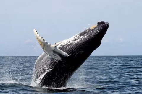 Photo of humpback whale breaching.