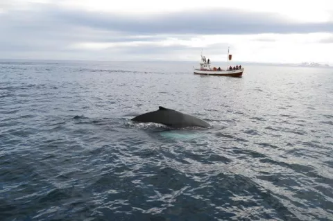 Whale watching off Iceland