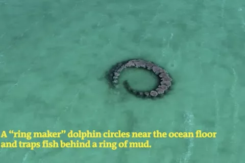 Screengrab from New Scientist's video showing the mud ring made by the dolphins in the Caribbean.