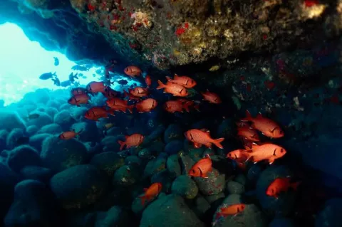 Soldierfish under an overhang at Tahiti, Réunion Island. Photo by Pierre Constant