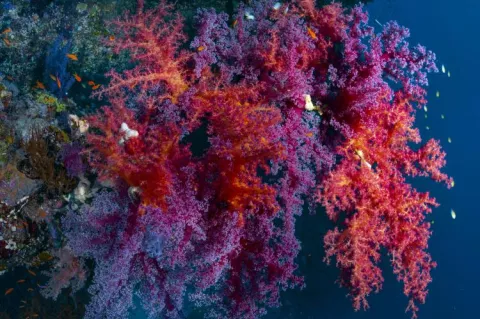 Soft corals, Rocky Island, Red Sea, Egypt. Photo by Scott Bennett