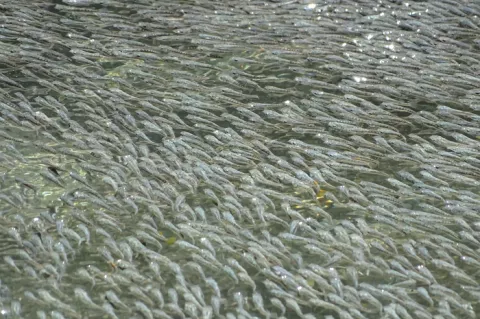 Sulphur mollies move in waves in response to the presence of a predator.