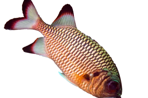 Shadowfin soldierfish (Myripristis adusta)