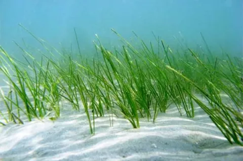 Seagrass can provide shelter for small marine animals.