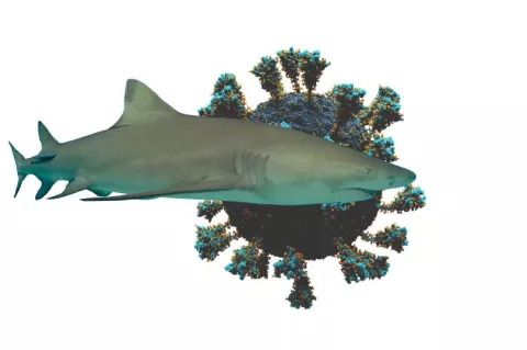 Unique antibodies present in sharks can inactivate SARS-CoV-2, its variants and other coronaviruses