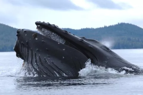 Humpback whale straining krill