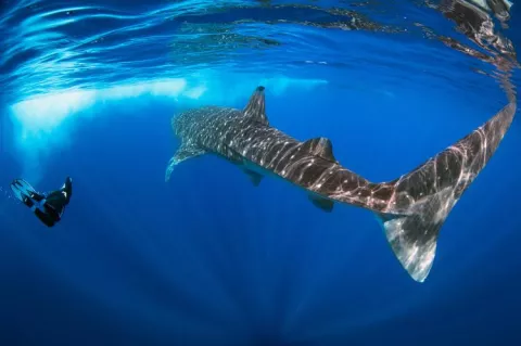 In hot spots off the coast of Cancun, sightings are almost guaranteed from June through to September when whale sharks congregate for unknown reasons in deep waters to feed. Photo by Brandi Mueller