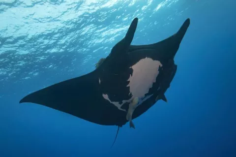 Giant manta ray. Photo by Scott Bennett