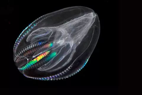 More than half a billion years ago the first split in the family tree separated one lineage from all other animals. Traditionally, scientists have thought it was sponges but DNA research shows it was comb jellies