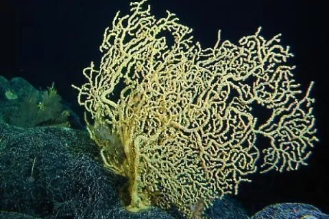 Geradia (gold) coral. Some deep-sea coral are now believed to have lifespans in excess of 4,000 years.