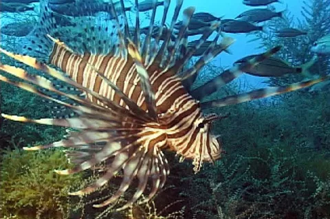 Lionfish are now found in waters from North Carolina south to Florida, the Caribbean, and all Gulf of Mexico states.