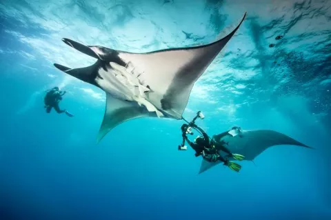 Giant Pacific manta ray