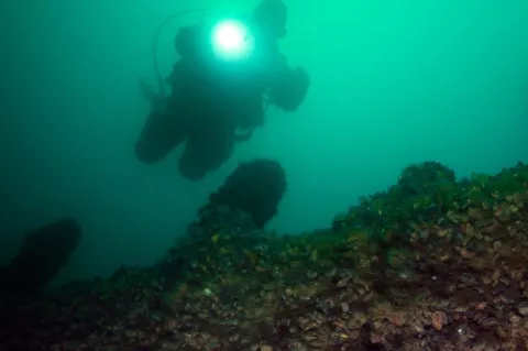 Diver at port side of the figurehead wreck Osborn & Elisabeth in Hanko, Finland