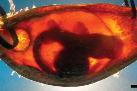 Australian researchers found that the embryos could identify electric fields simulating a nearby predator, despite being confined to a tiny egg case.