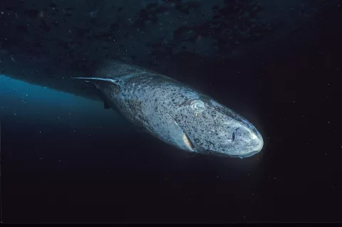 (Filephoto) Greenland shark at the floe edge in Northern Canada