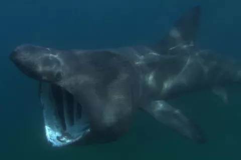 Basking shark 