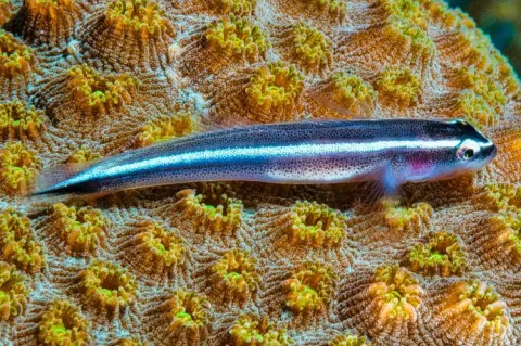 Neon goby - Elacatinus oceanops