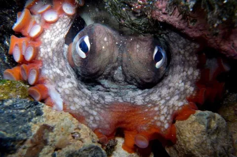 Octopus tetricus