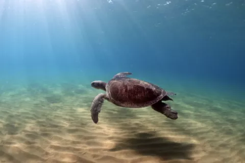 An adult green turtle from the Karpaz nesting beach