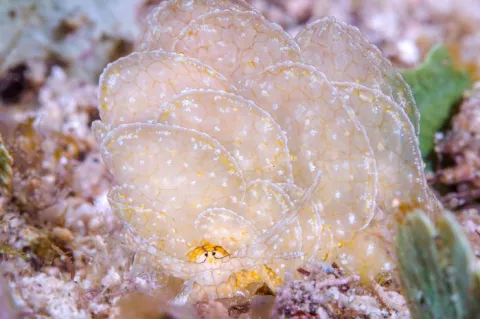 Cyerce sp. sacoglossan sea slug, or butterfly sap-sucking slug, Green Island, Taitung, Taiwan. 