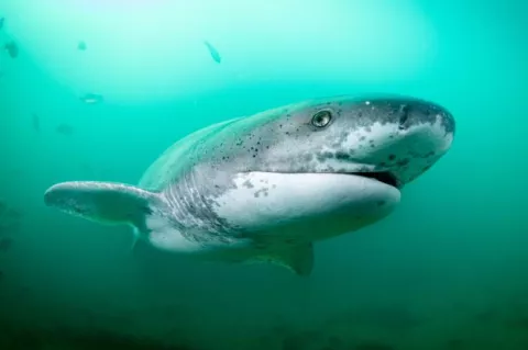 Broadnose sevengill shark, photo by Malcolm Nobbs